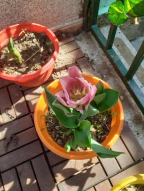 Apartman Maria